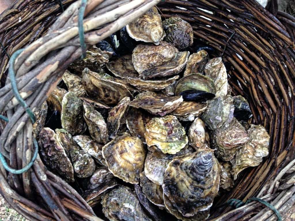 Croatian Attractions Oysters3