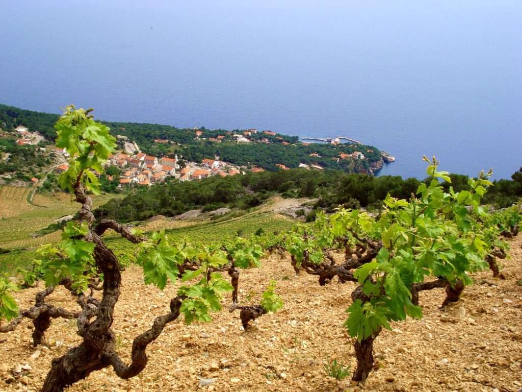 Hvar Off Road Tour, Vineyards, Hvar island, Croatia