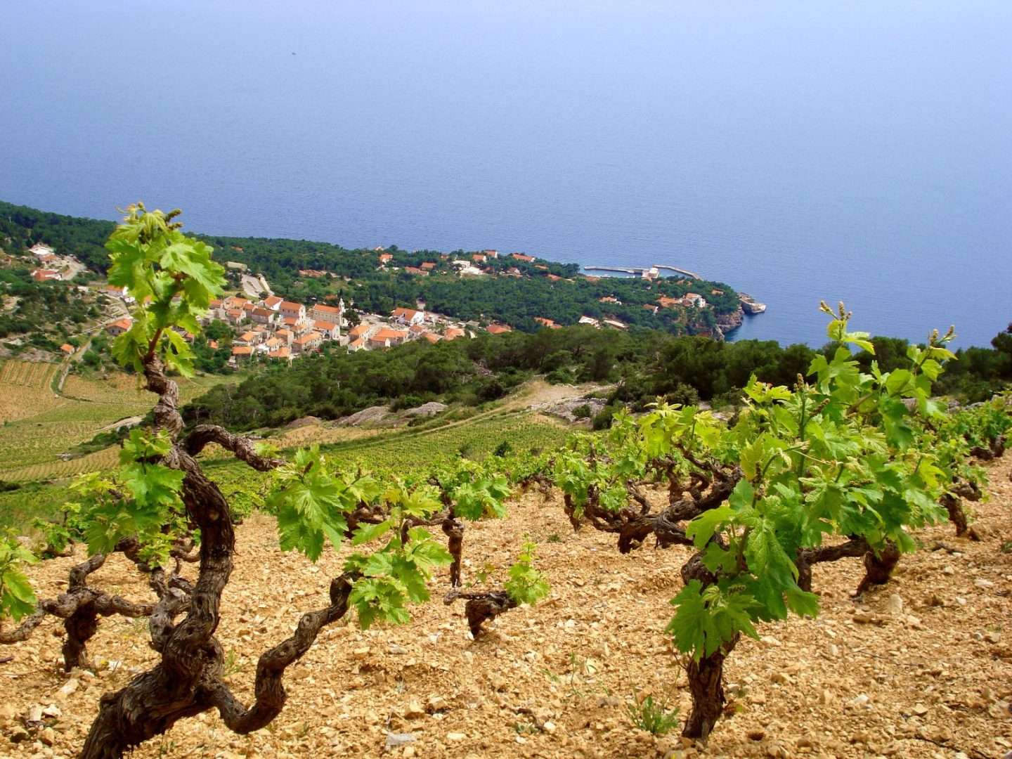 Hvar, Vineyards, Hvar island, Croatia, Photo Credit by Croatian Attractions Partner